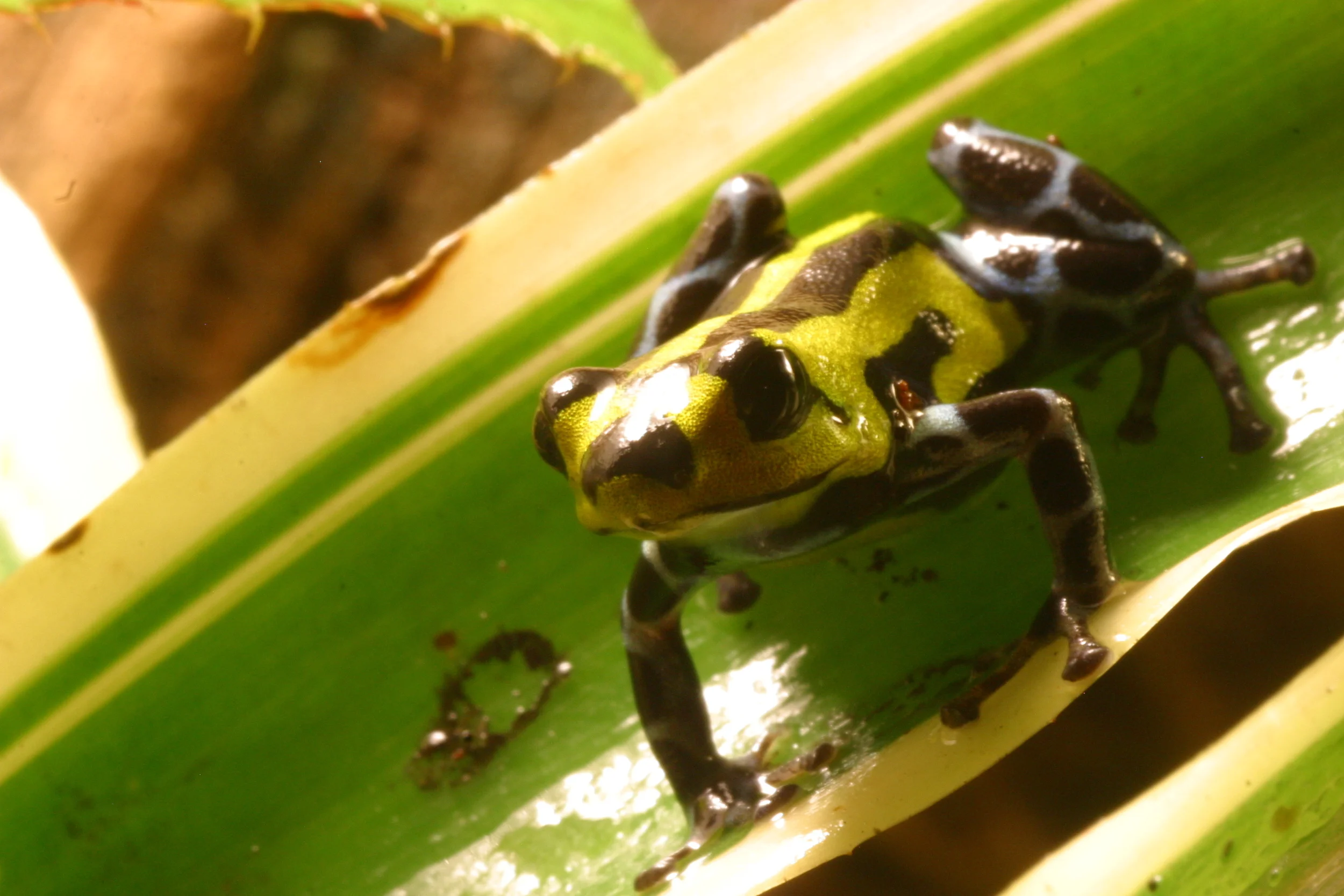 Highland - Tingo Maria