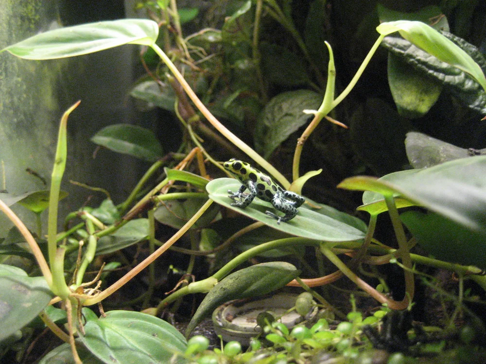 Ranitomeya variabilis — Ranitomeya