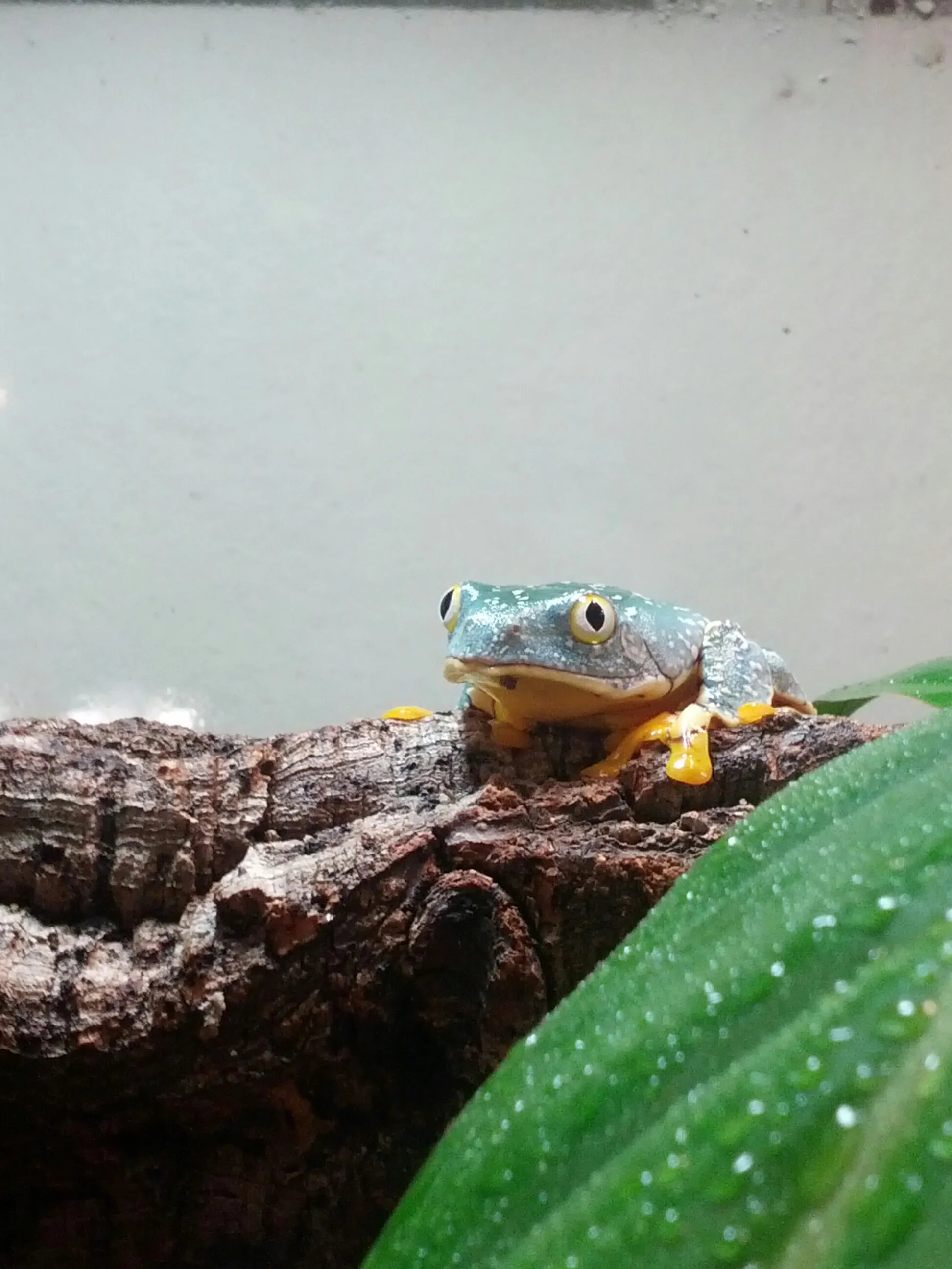 Cruziohyla craspedopus — Ranitomeya