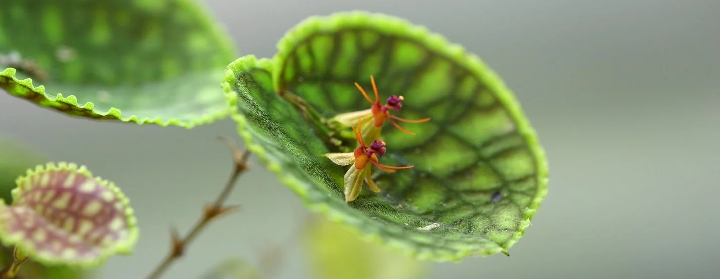 Lepanthes tentaculata - popular for both foliage and flower - grows well under glass