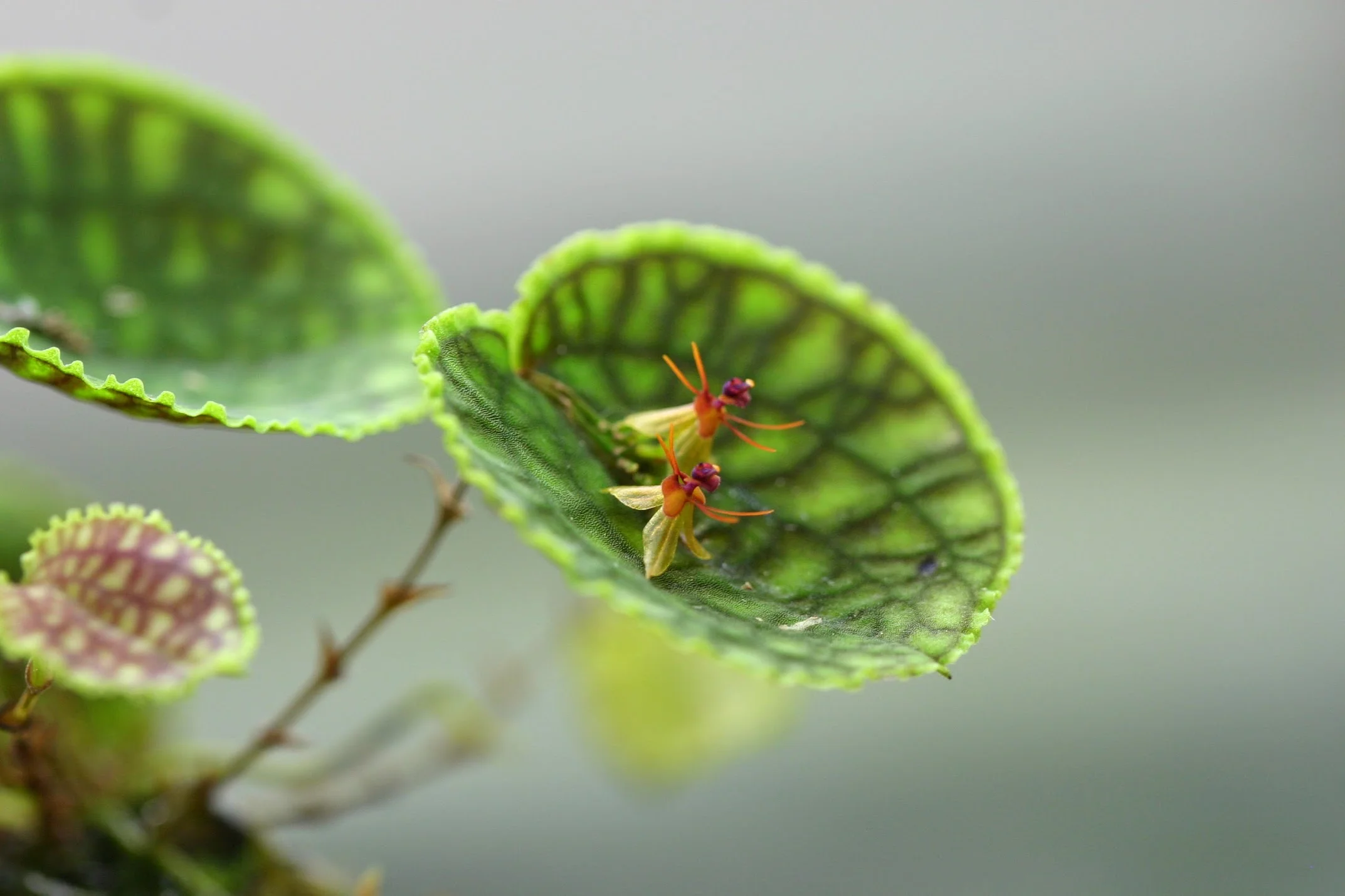 Lepanthes calodictyon