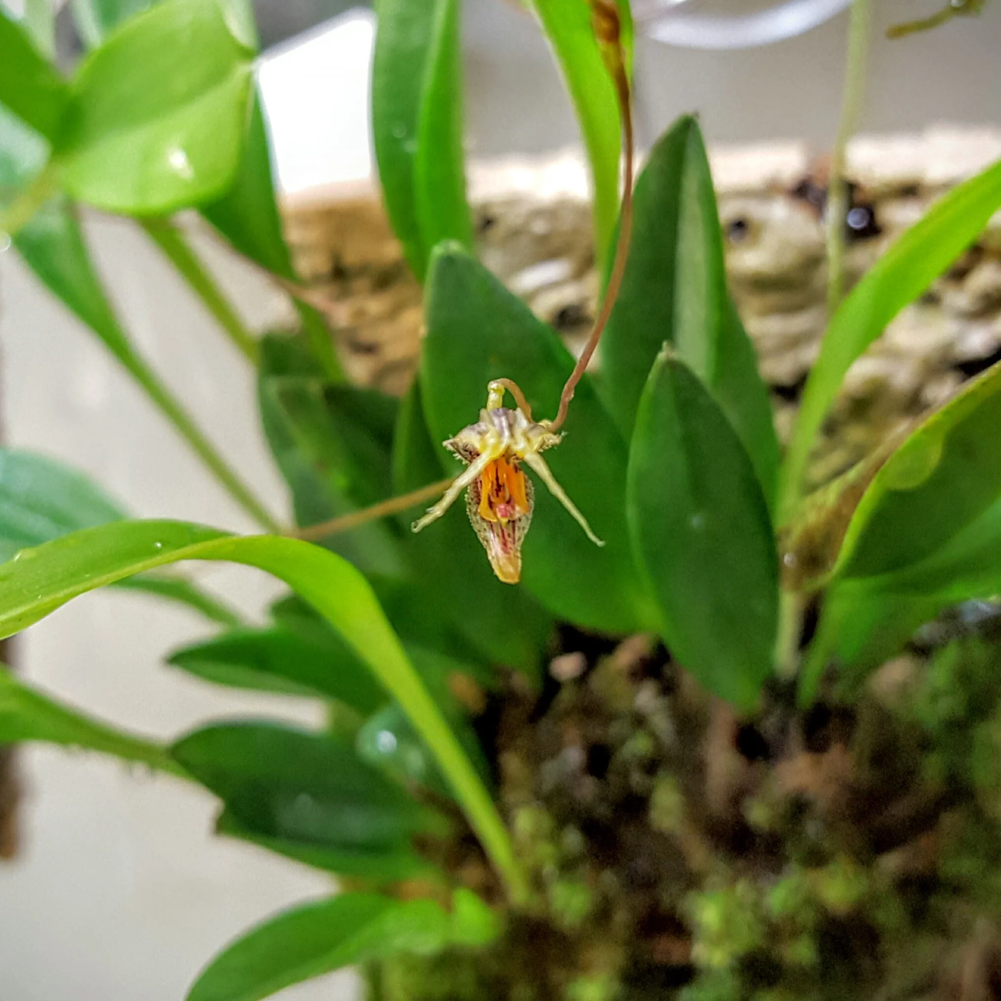 Scaphosepalum andreetae