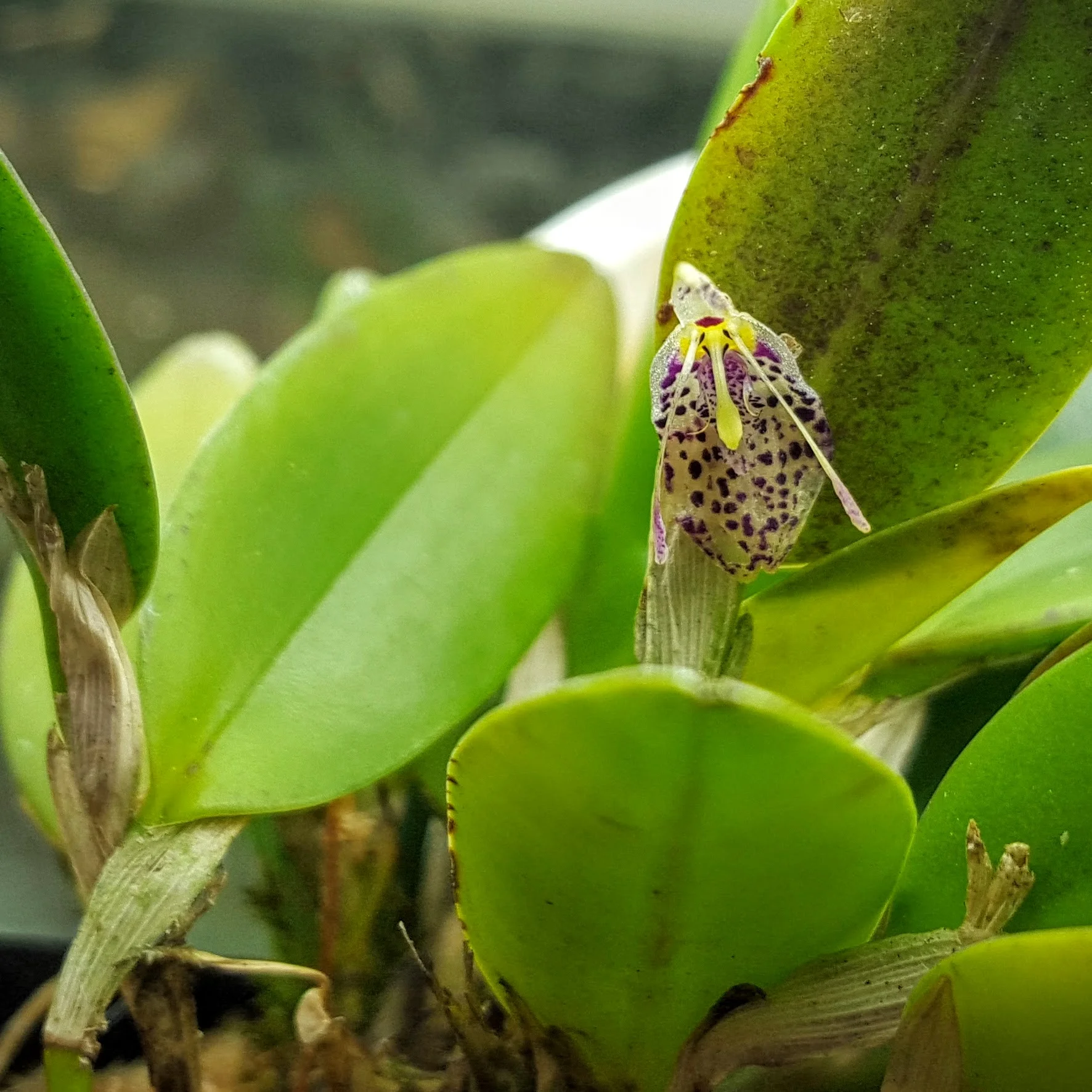 Restrepia muscifera