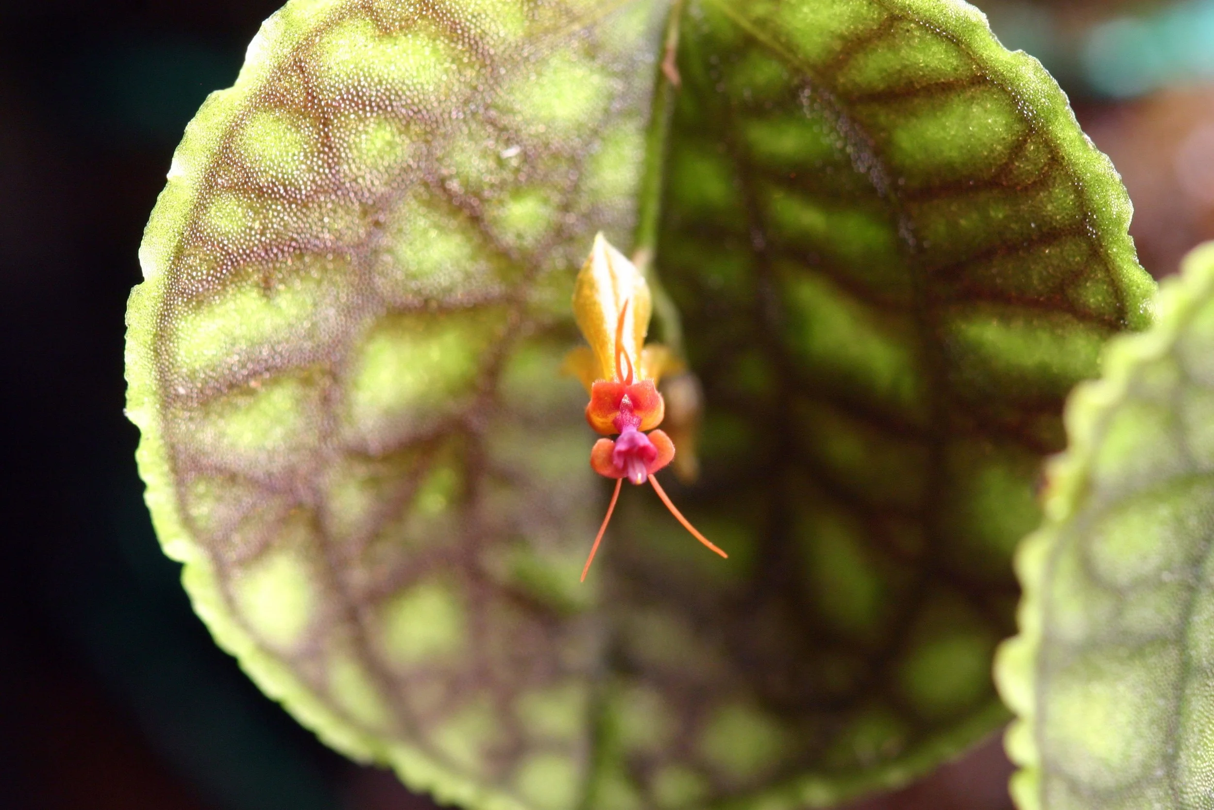 Lepanthes calodictyon