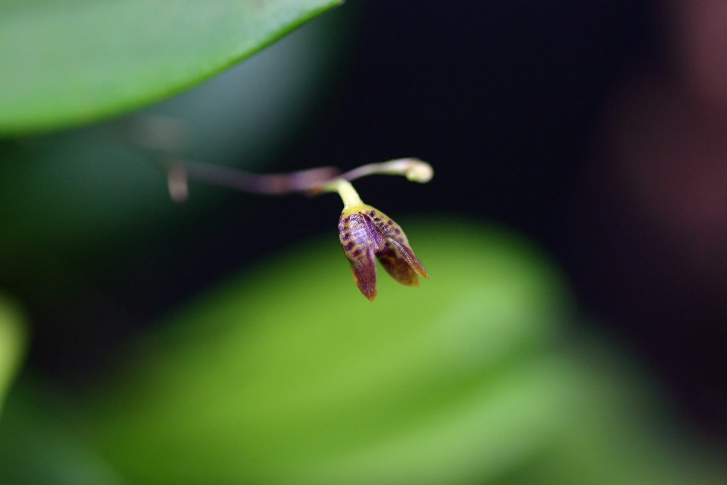Pabstiella fusca