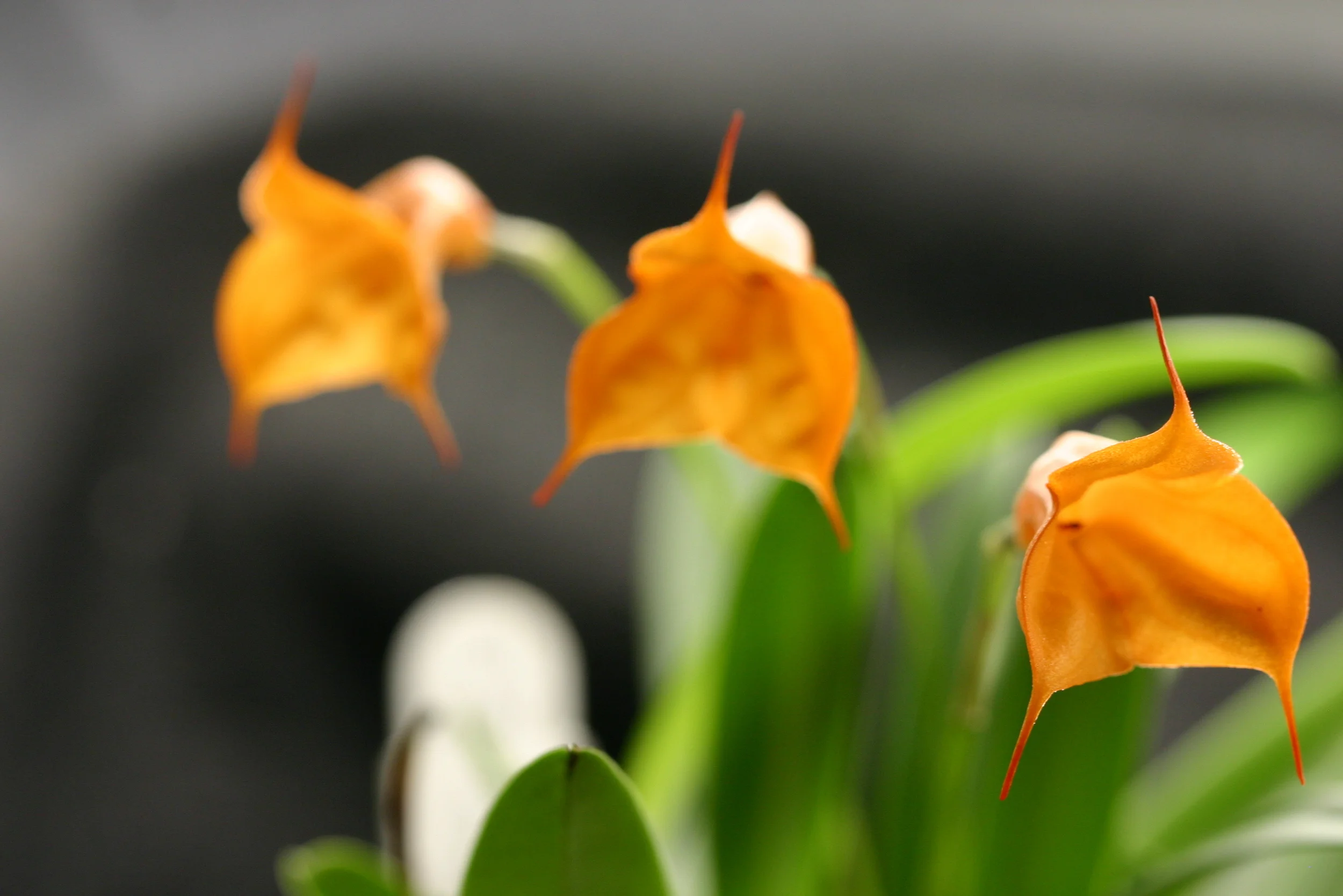 Masdevallia 'Jelly Belly'