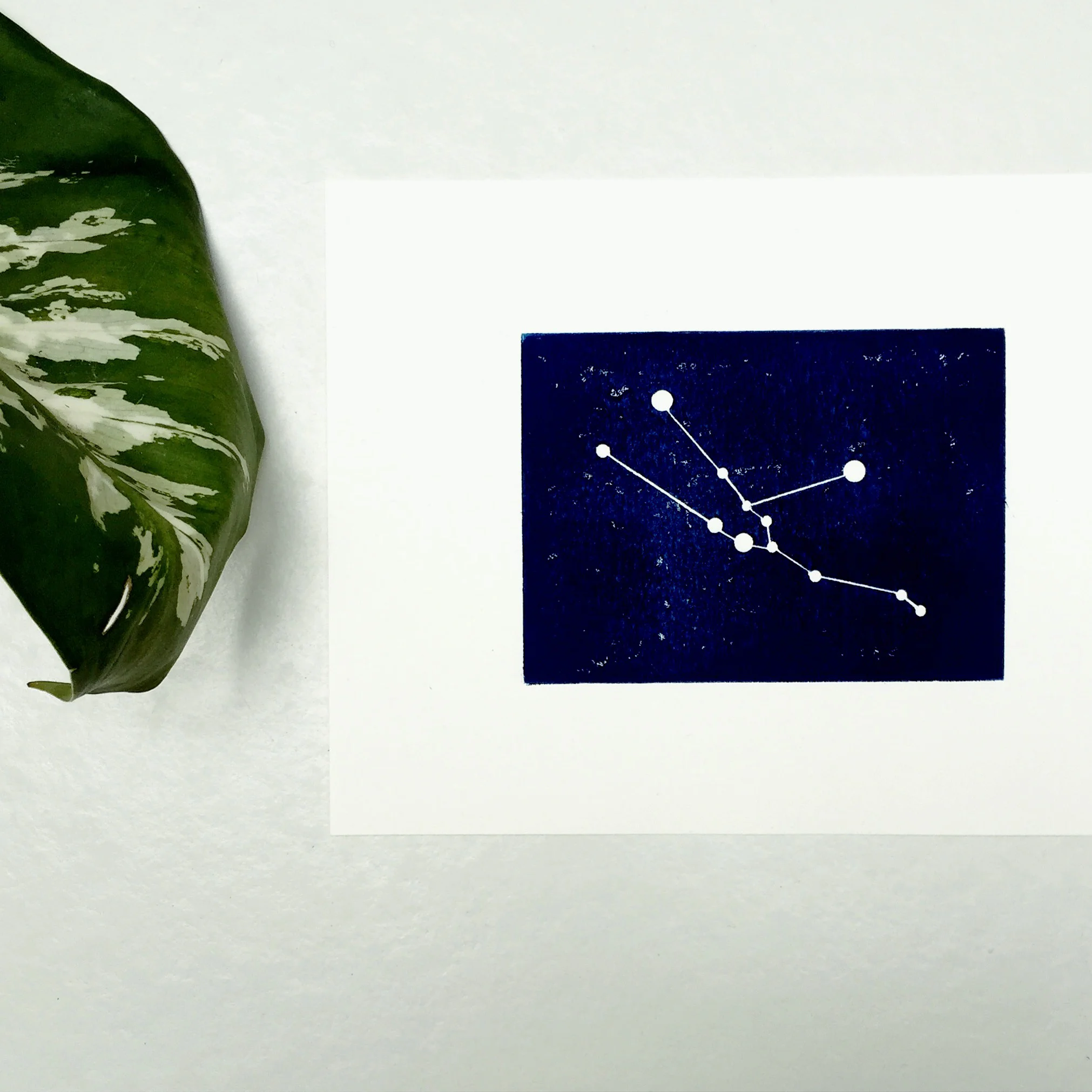 taurus no text leaf copy.jpg