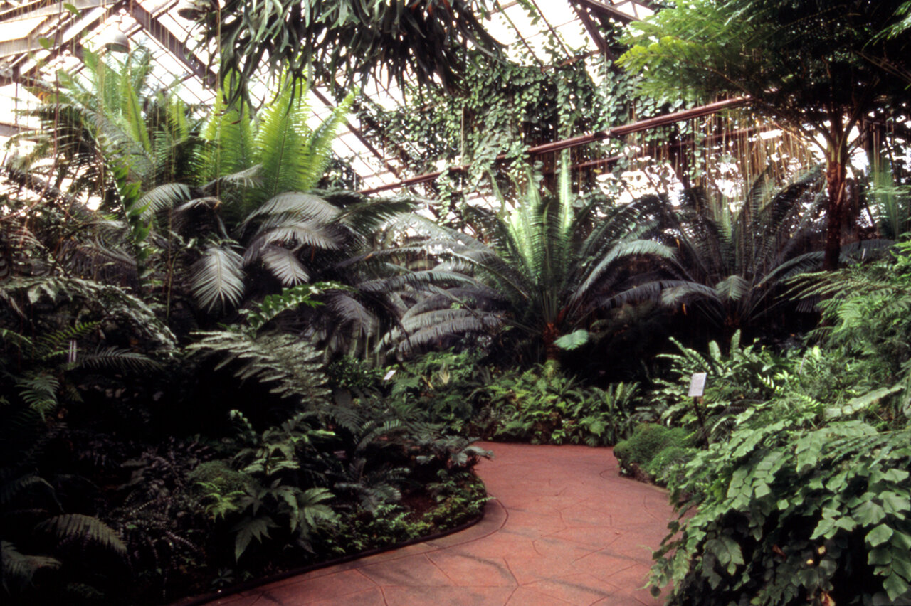   Something More Than Night : Fern room 2002. Photo: L. Schwartz 