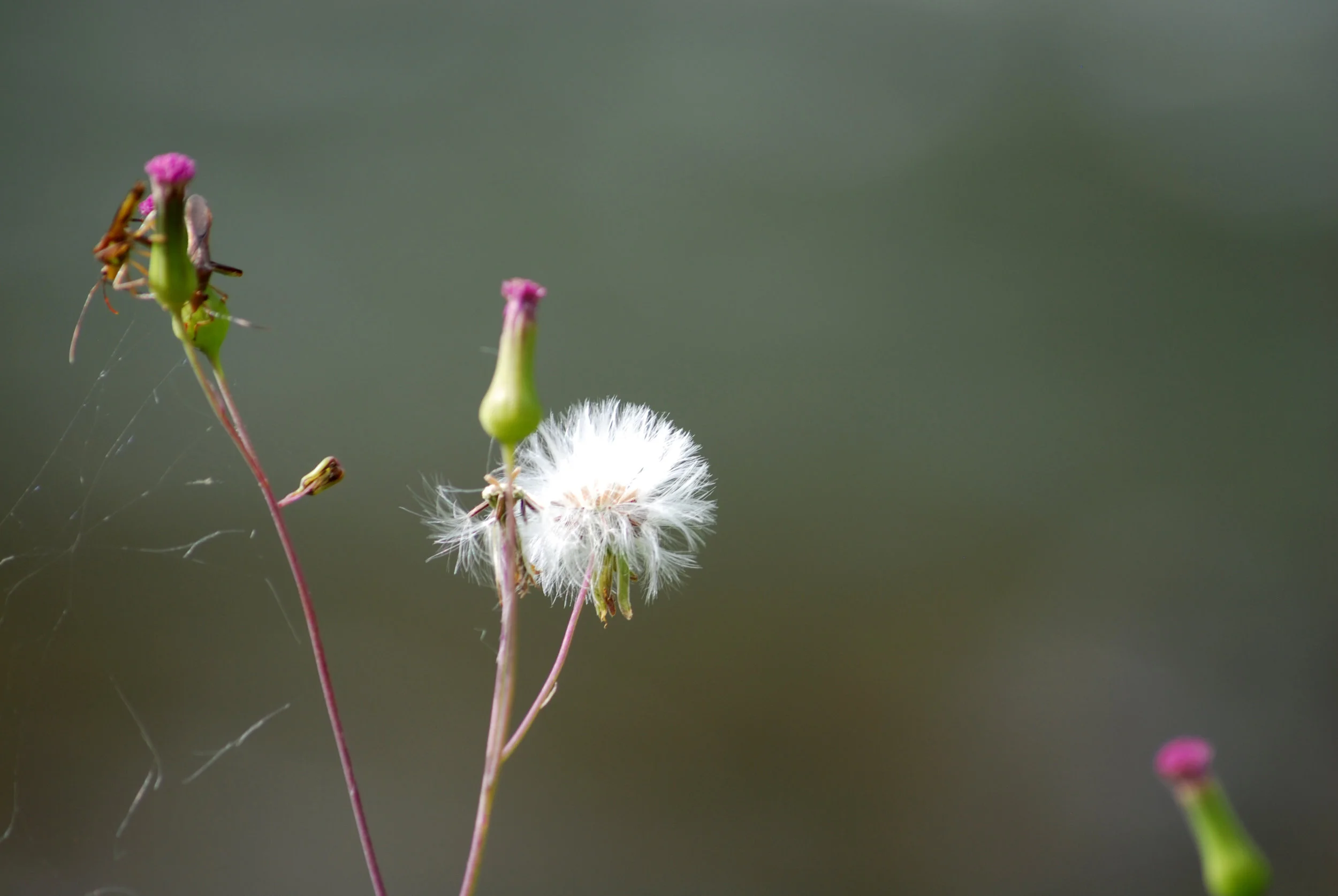 DSC_0247.JPG