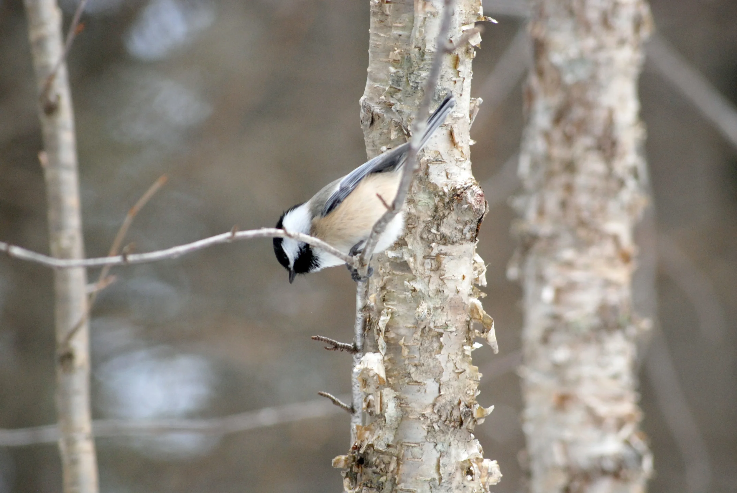 DSC_0326.JPG