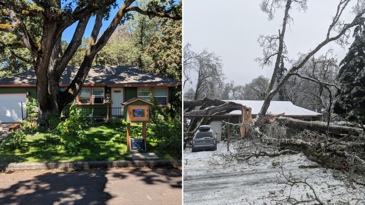 ‘His name was Humboldt’: Beloved white oak toppled by storm (Copy)