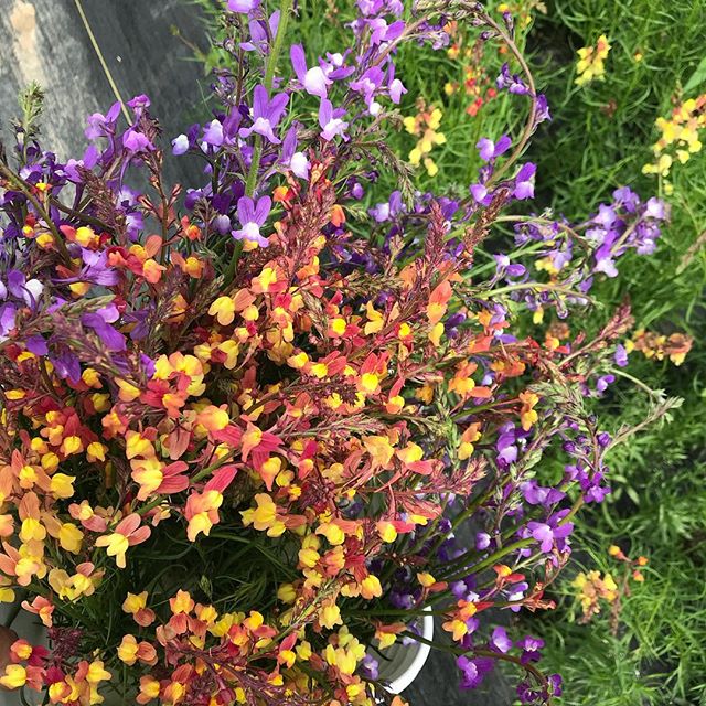 Hanging out in the linaria patch.