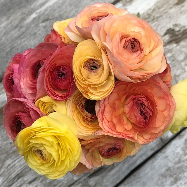 Ranunculus is such a treat!