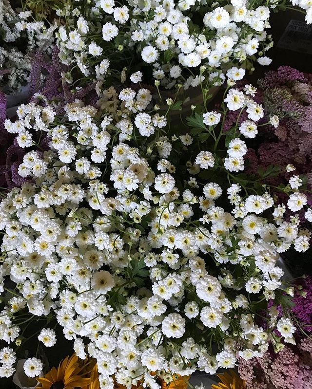 This feverfew is definitely on the &lsquo;must grow&rsquo; list.