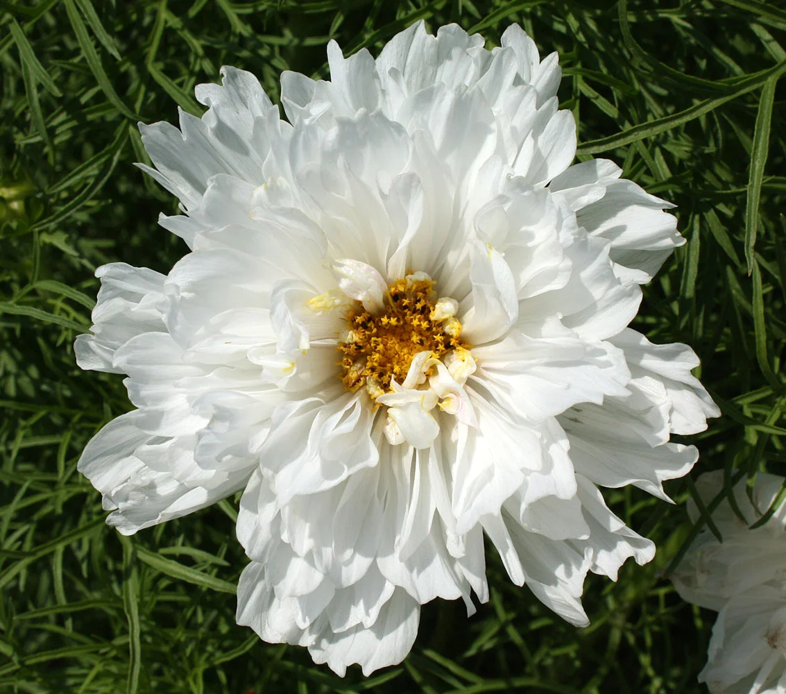 Cosmos, Double White