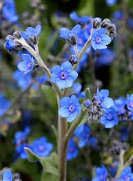 Forget me not, blue