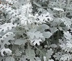 Dusty Miller, serrated