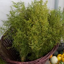 Sweet Annie, Foliage
