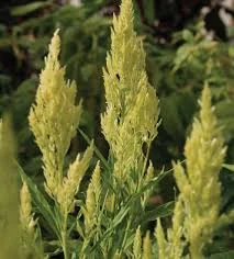 Celosia, Sylphid