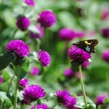 Gomphrena, QIS Purple