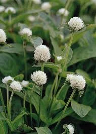 Gomphrena, QIS White