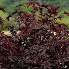 Hibiscus, Mahogany Splendor