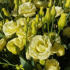 Lisianthus, Croma Yellow
