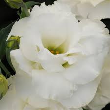 Lisianthus, Arena 3 White