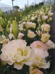 Lisianthus, Arena Champagne