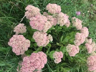 Sedum, blush stage