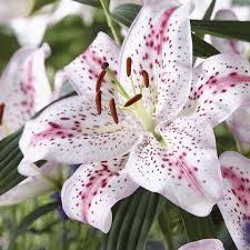 Lily, Oriental Solution