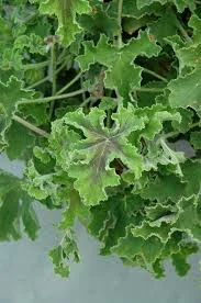 Scented Geranium, Chocolate Mint