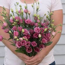 Lisianthus, Doublini Rose Pink