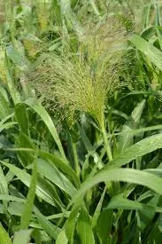 Frosted Explosion Grass
