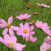 Cosmos, Pink