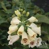 Foxglove, Cream
