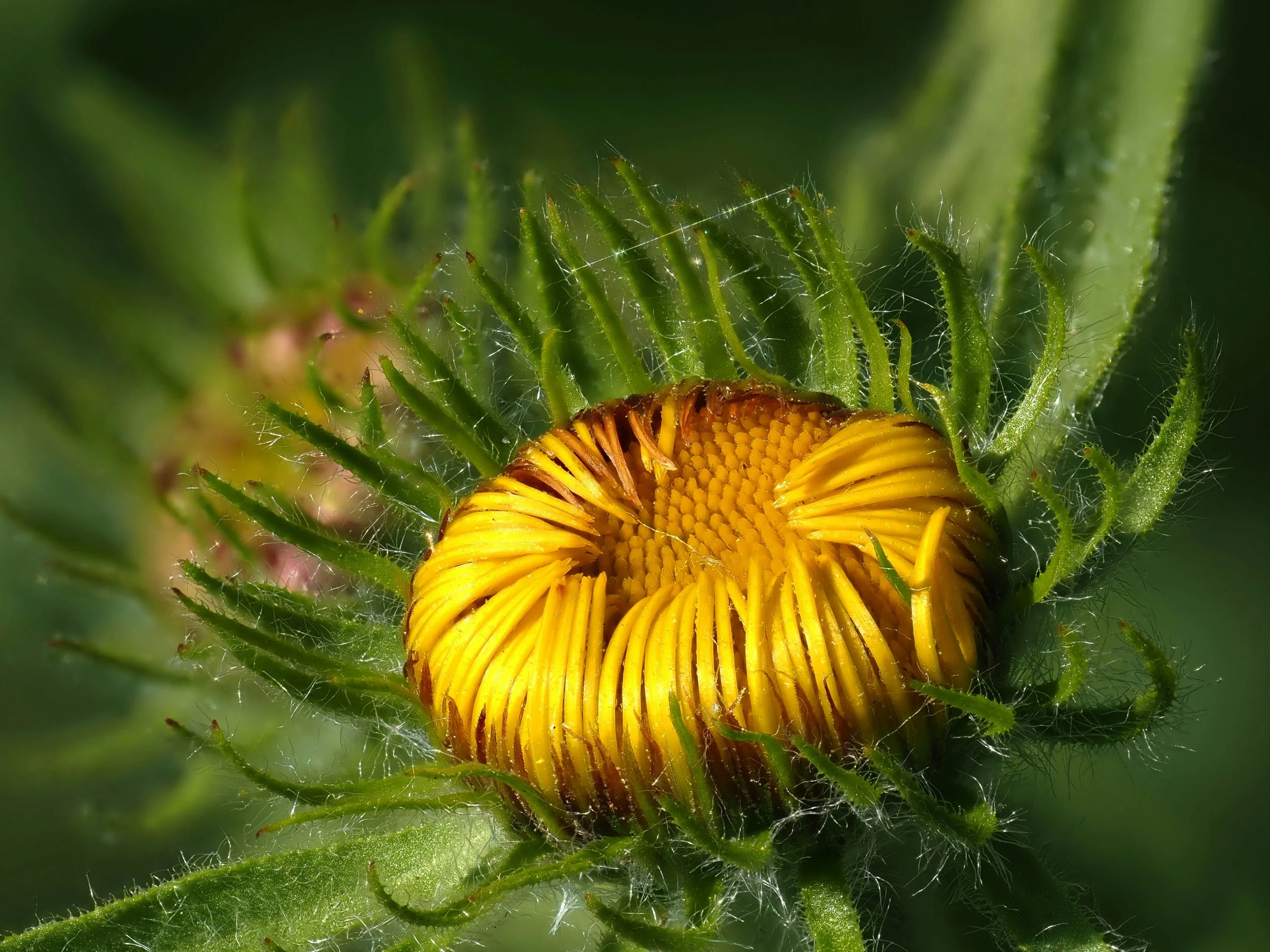 opening Pentanema salicinum flower in the bright morning sun