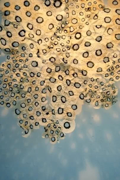 Cloud (close up)