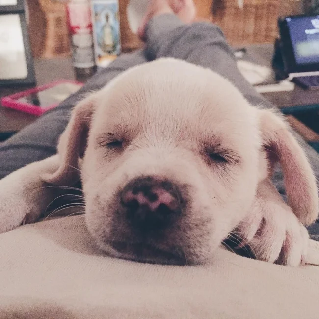 Taken the day I met and adopted Mr. C. Who could say no to this face?
