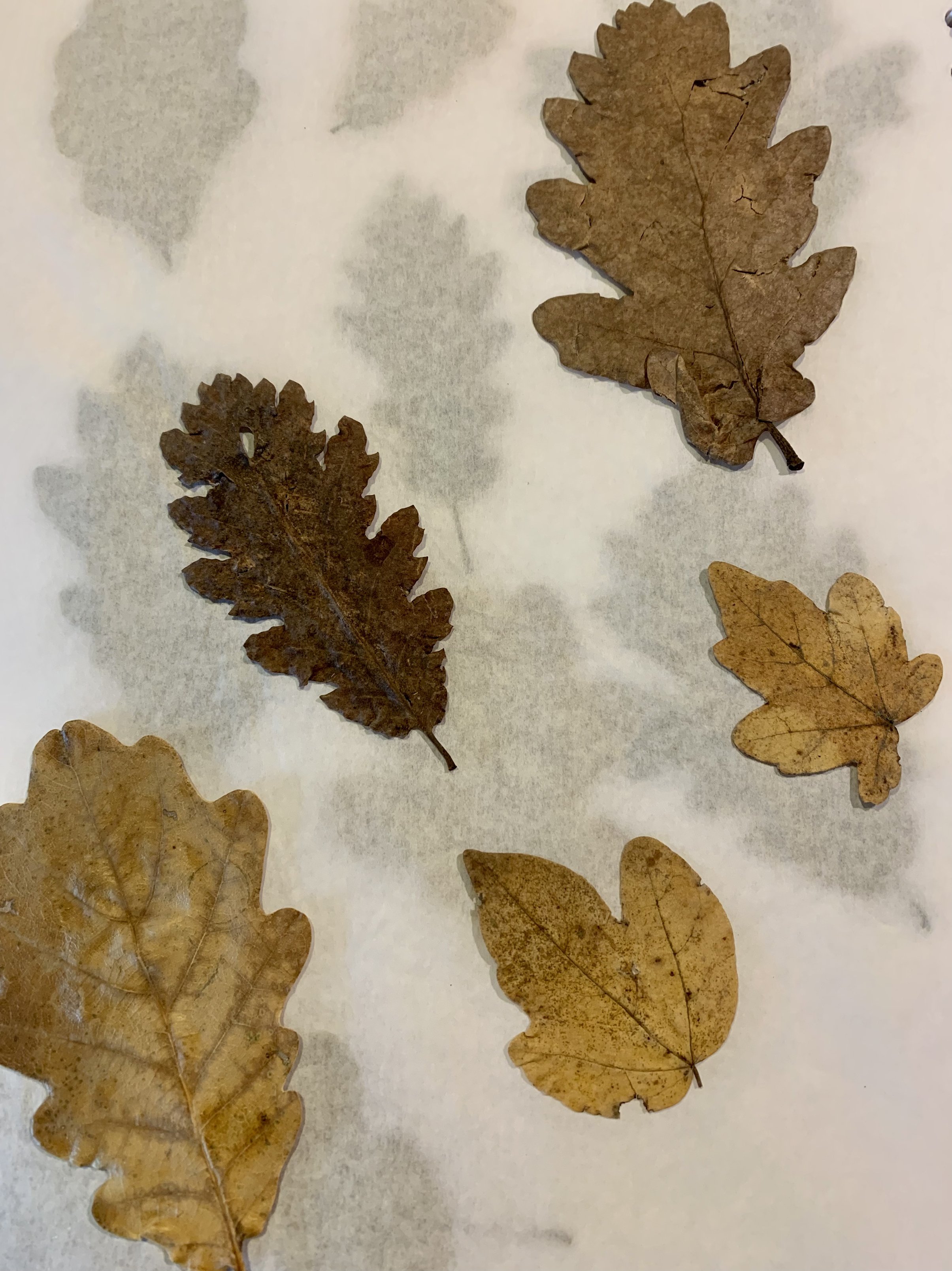 5 feuilles IMG_9220.jpg