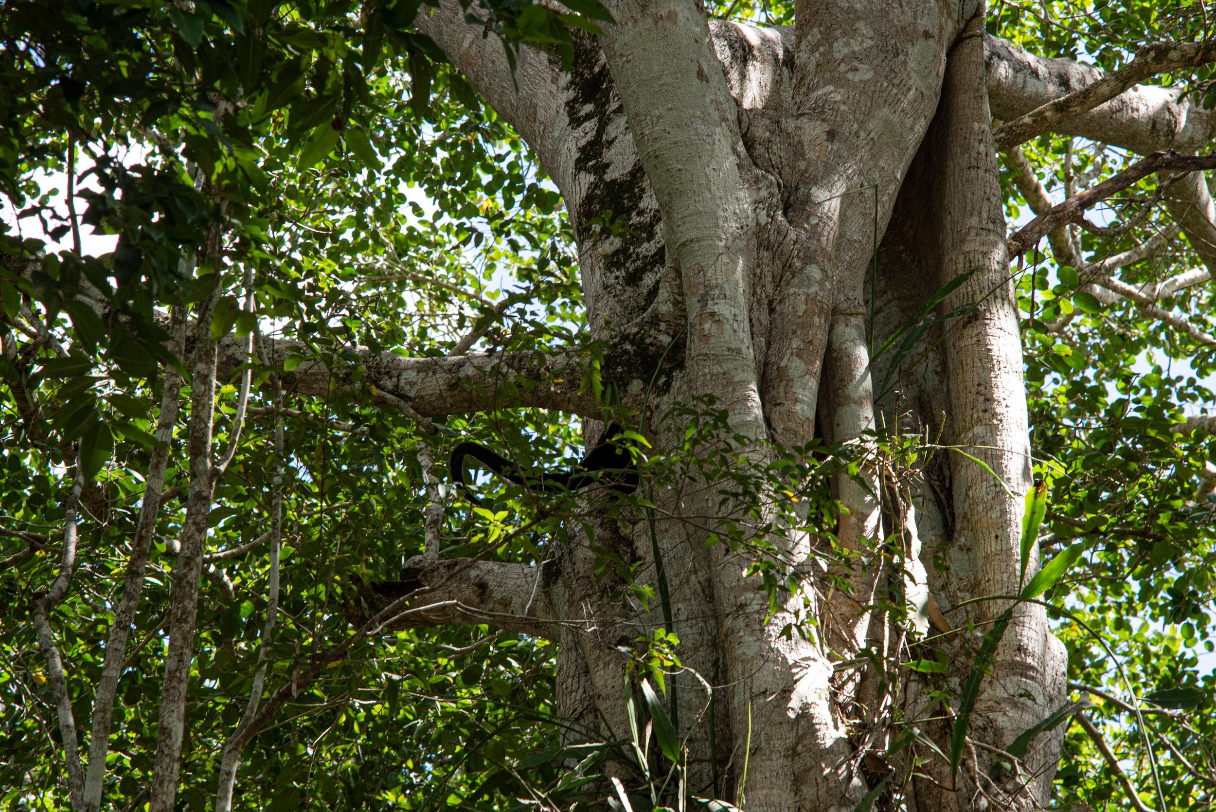 DSC_3859- CALAKMUL arbre - portion de Ceiba.jpg