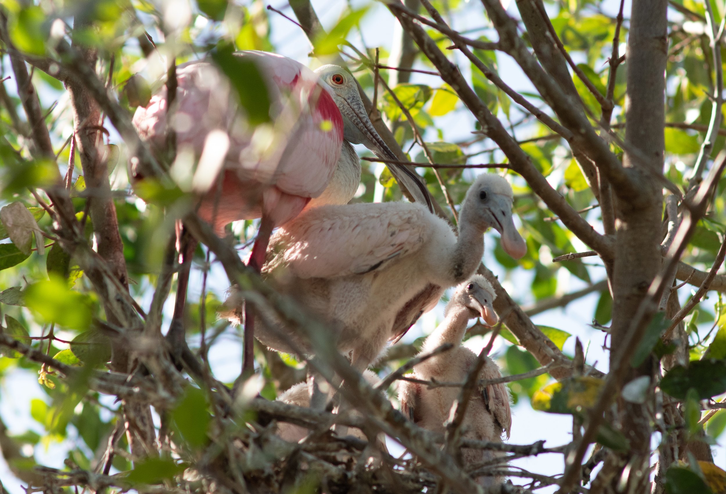 DSC_8716 - nid de spatulas rosas dans la mangrove.jpg