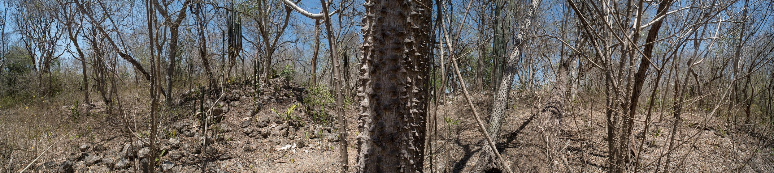 MAYAPAN - forêt avec cactus - 167x37cms.jpg