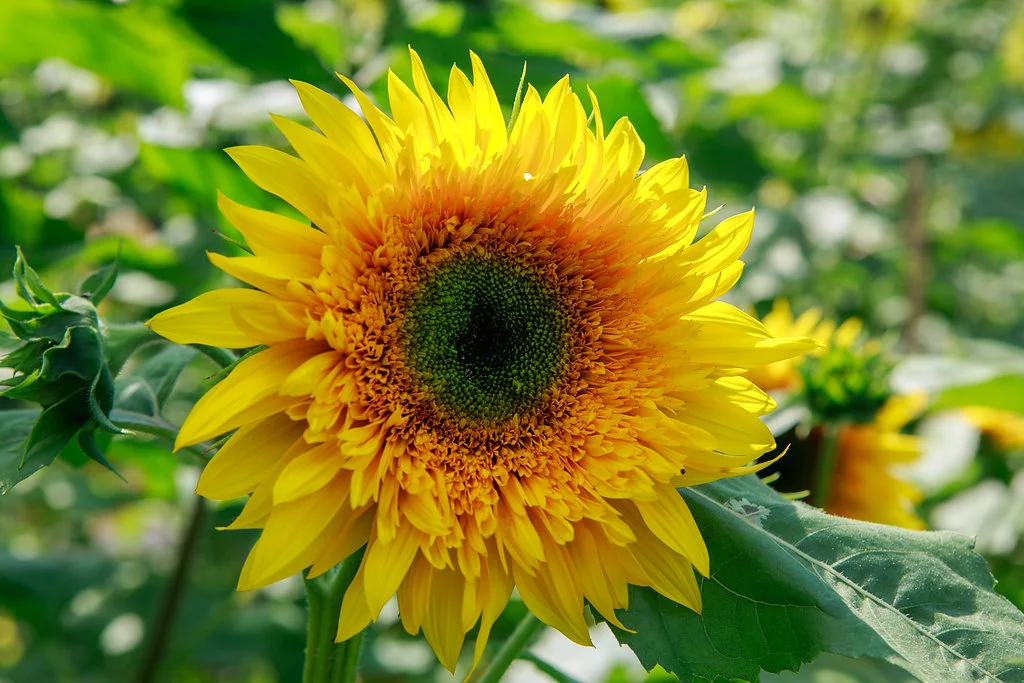flowersinhand.jpg