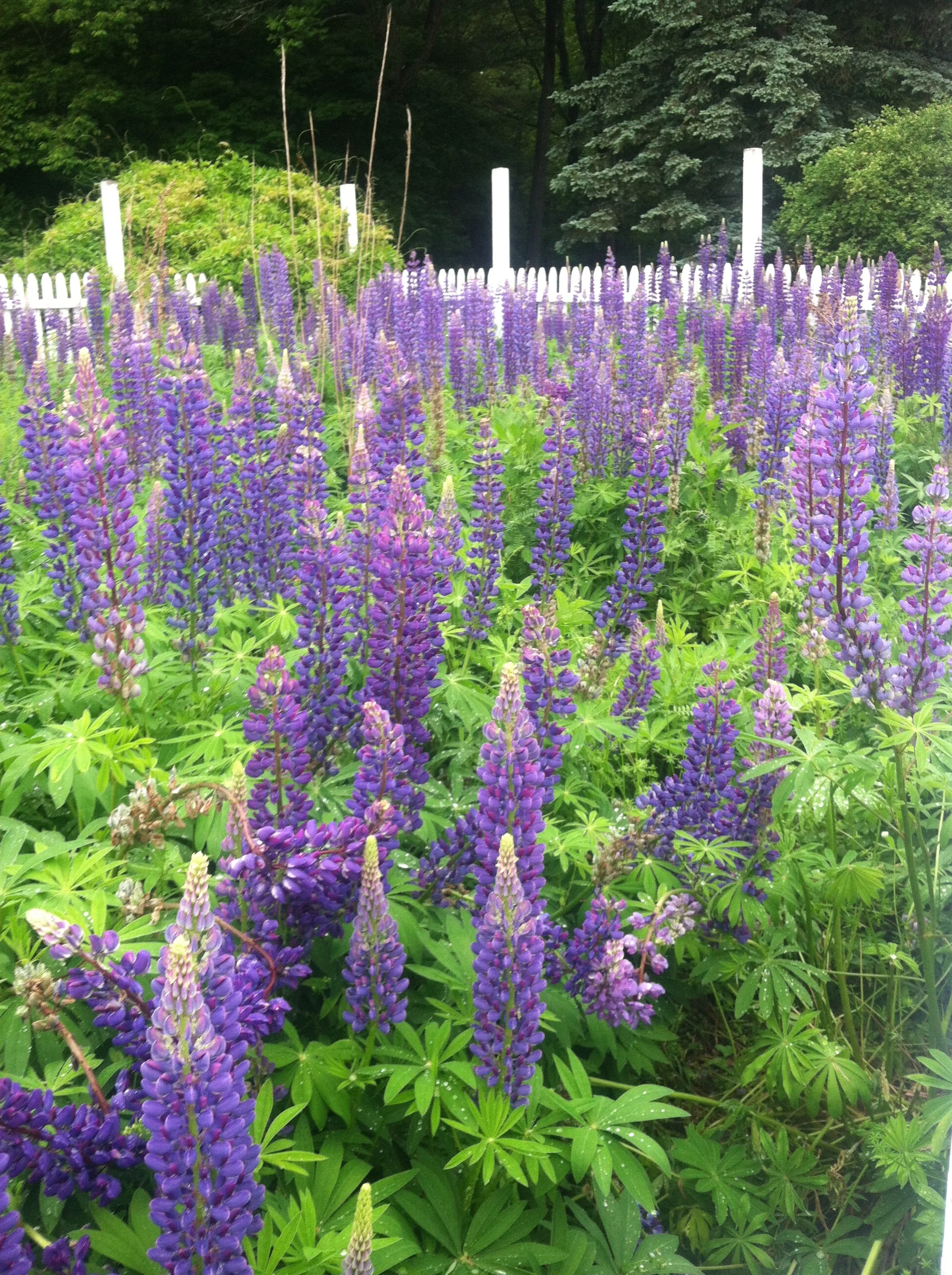 lupines.jpg
