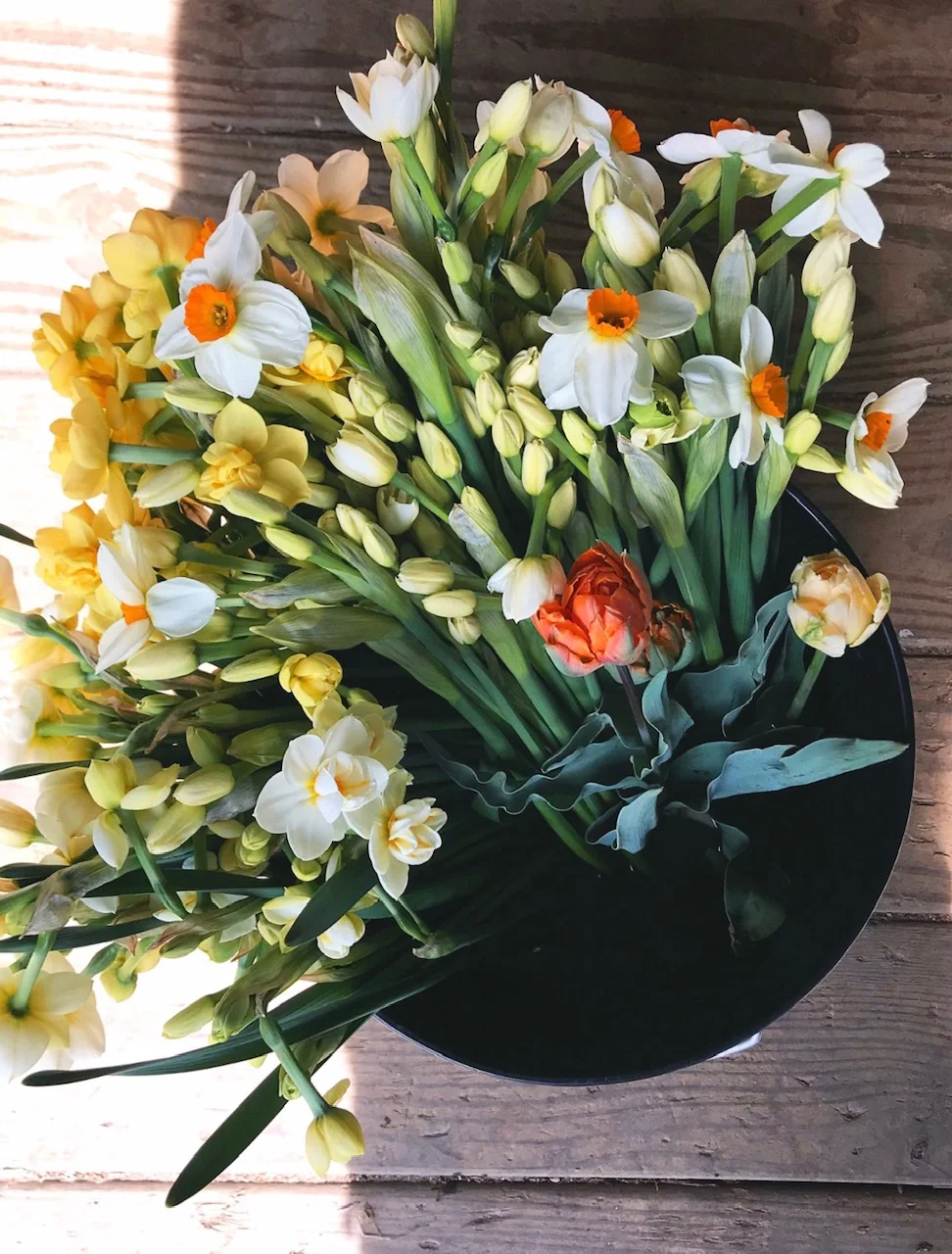Narcissus6SF.jpg