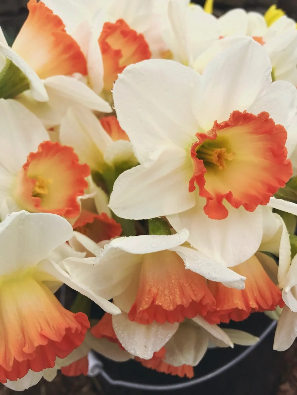 Narcissus1SF.jpg