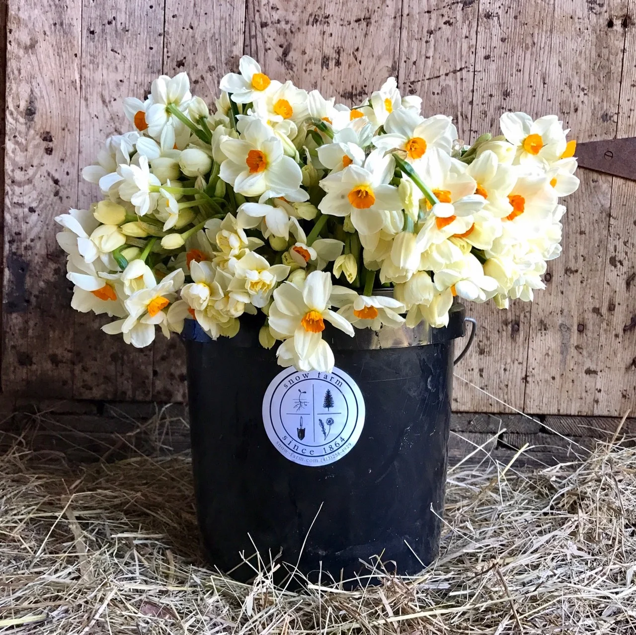Narcissus3SF.jpg