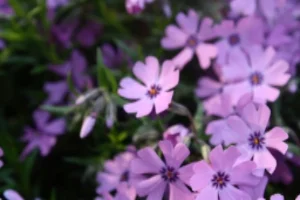 IMG_2729.jpg