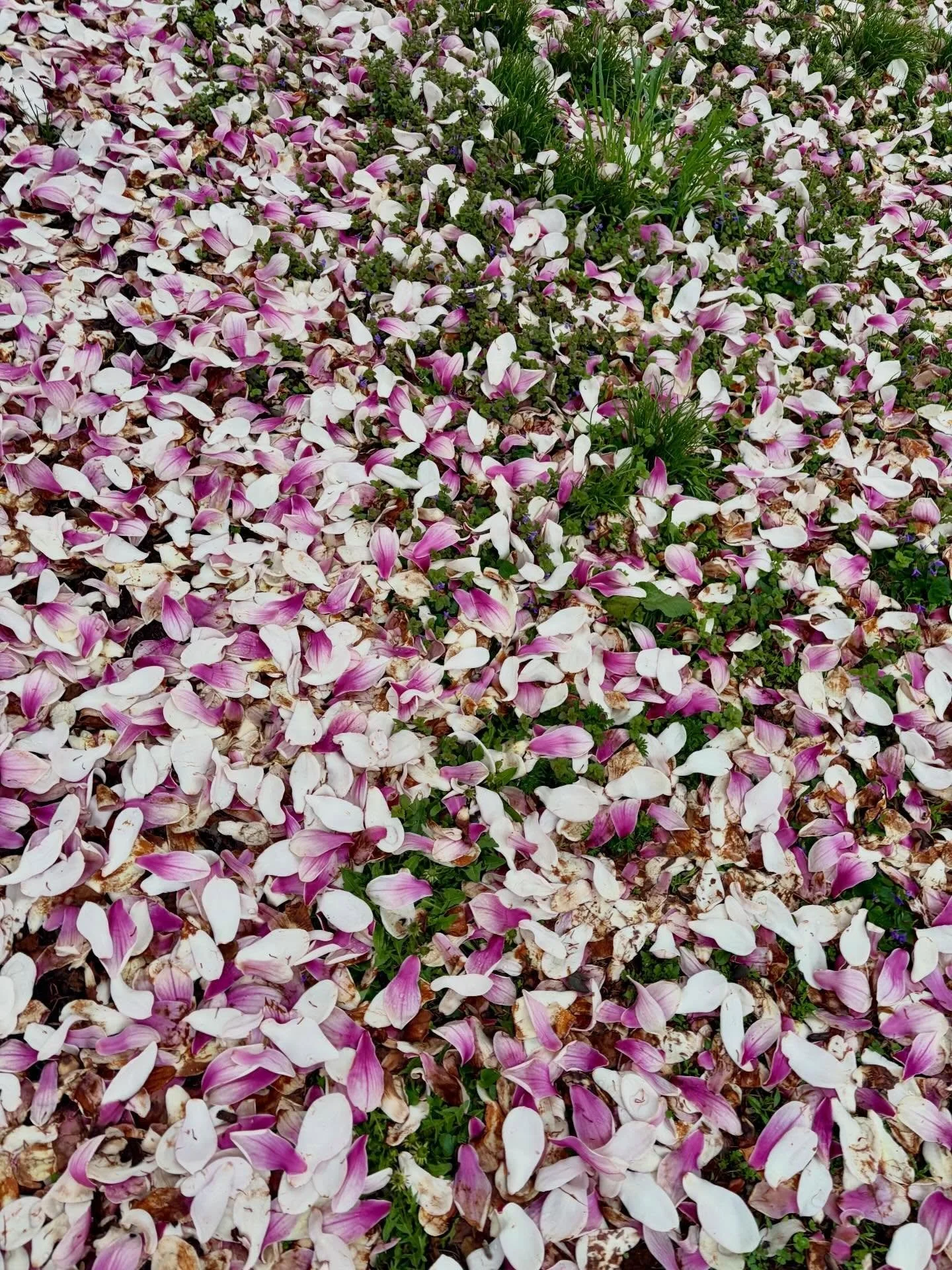 i wish it didn&rsquo;t all pass so quickly! #naturalbeauty #springday